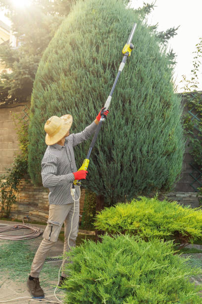 Tree Health Inspection in Navy Yard City, WA